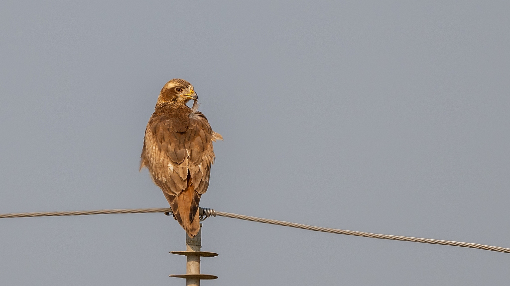 White-eyed Buzzard